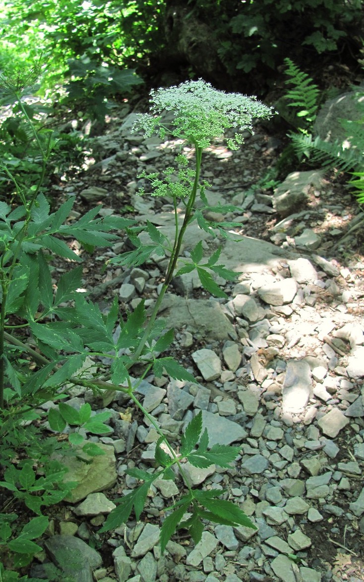 Image of Rhizomatophora aegopodioides specimen.