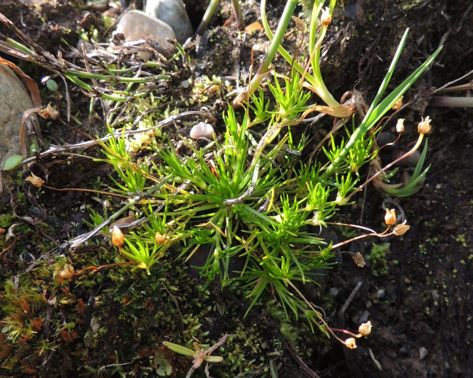 Изображение особи Sagina procumbens.