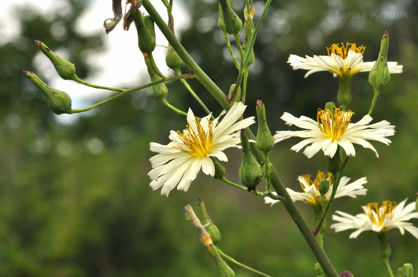 Изображение особи Lactuca indica.