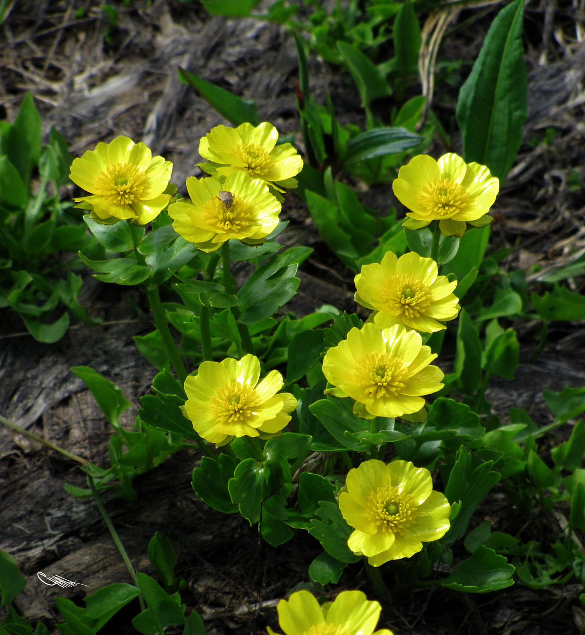 Изображение особи Ranunculus altaicus.