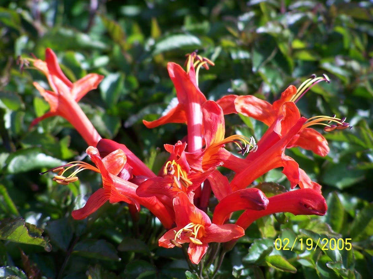 Изображение особи Tecomaria capensis.