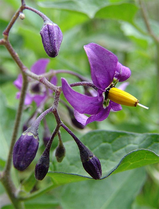 Изображение особи Solanum pseudopersicum.