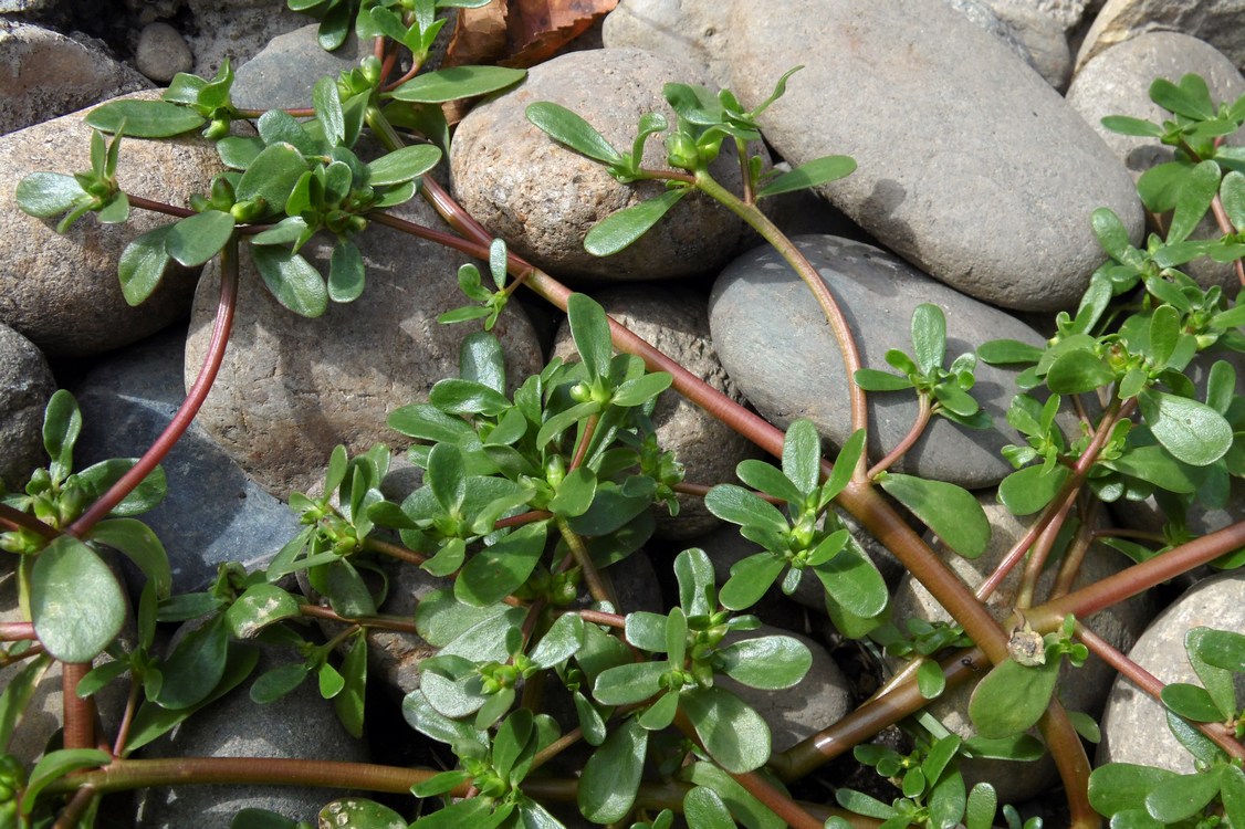 Изображение особи Portulaca oleracea.