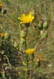 Image of taxon representative. Author is Александр Фатерыга