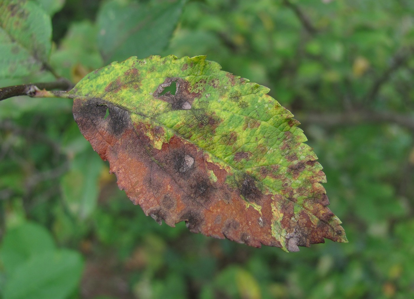 Изображение особи Malus orientalis.