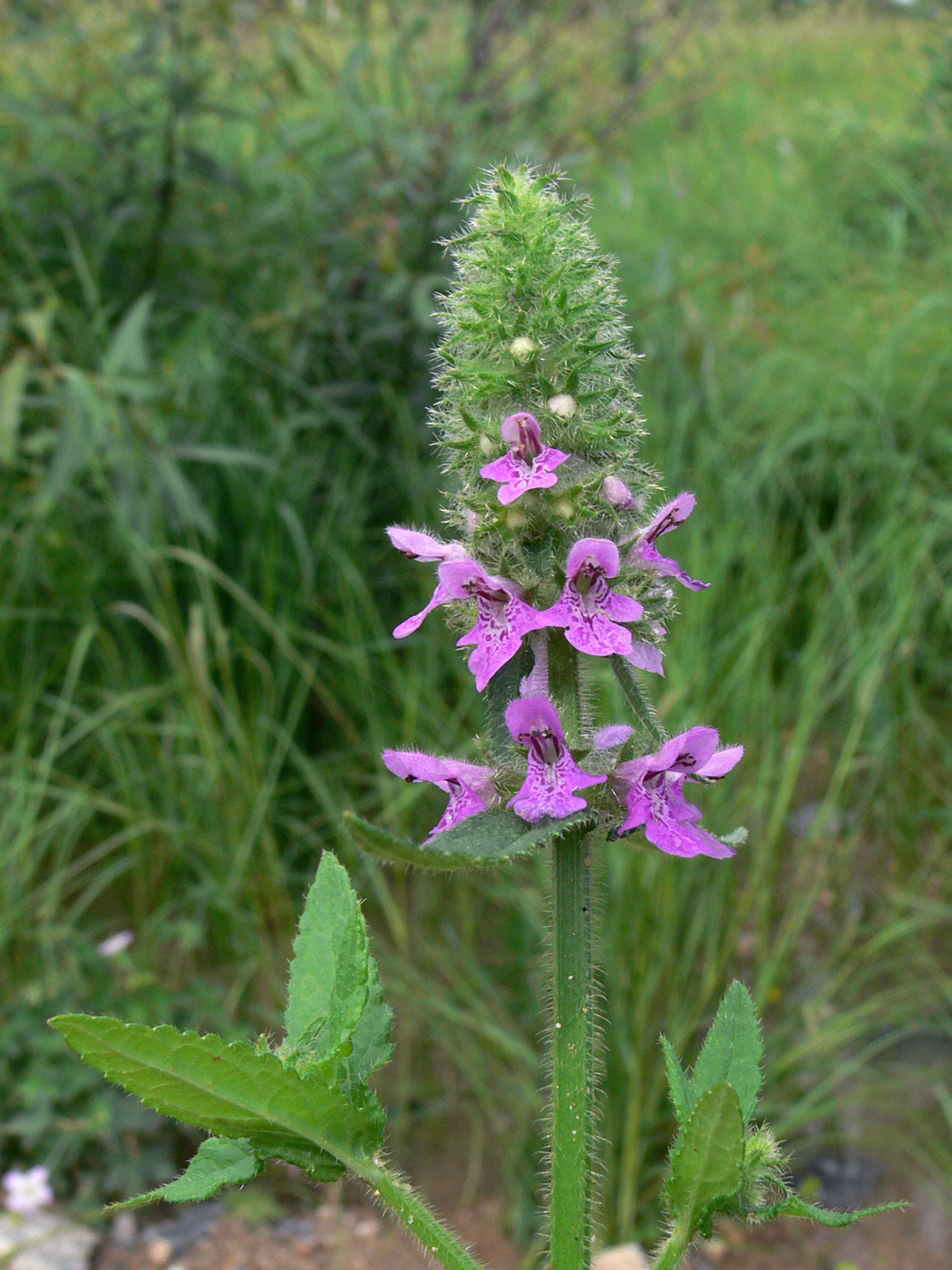Image of Stachys aspera specimen.