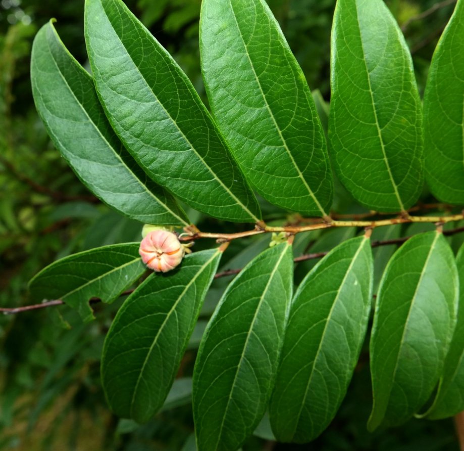 Image of genus Glochidion specimen.