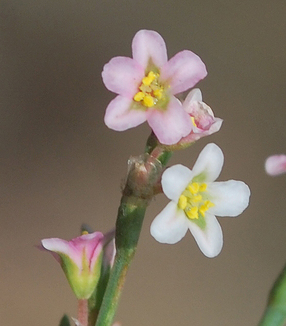 Изображение особи Polygonum aviculare.