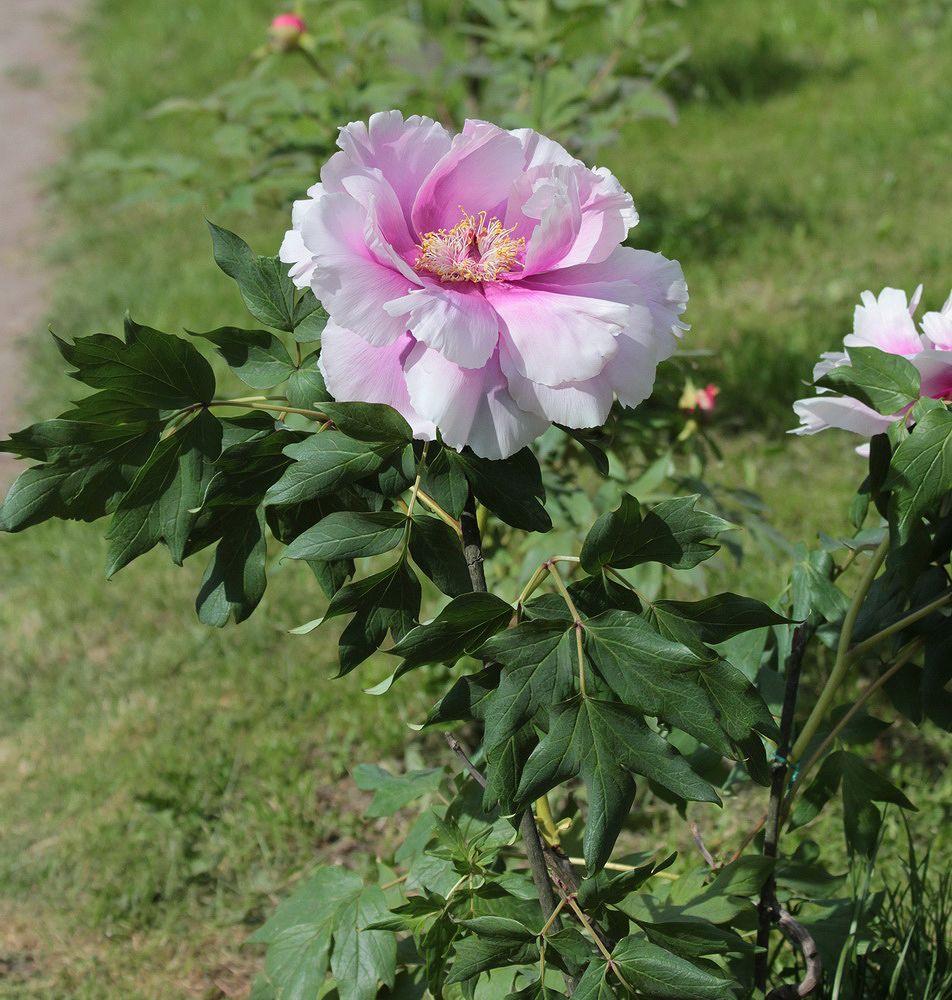 Изображение особи Paeonia suffruticosa.