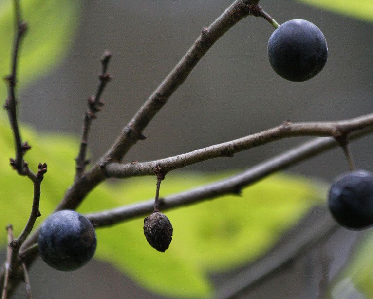 Изображение особи Prunus spinosa.