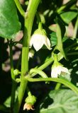 Capsicum annuum