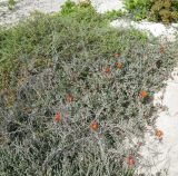 Malephora crocea. Цветущие растения на песчаном пляже среди веток Salsola vermiculata. Испания, автономное сообщество Канарские острова, о-в Фуэртевентура, провинция Лас Пальмас, муниципалитет Ла Олива, пос. Эль Котильо, los Lagos de Cotillo, беглец из культуры. 10.03.2016.