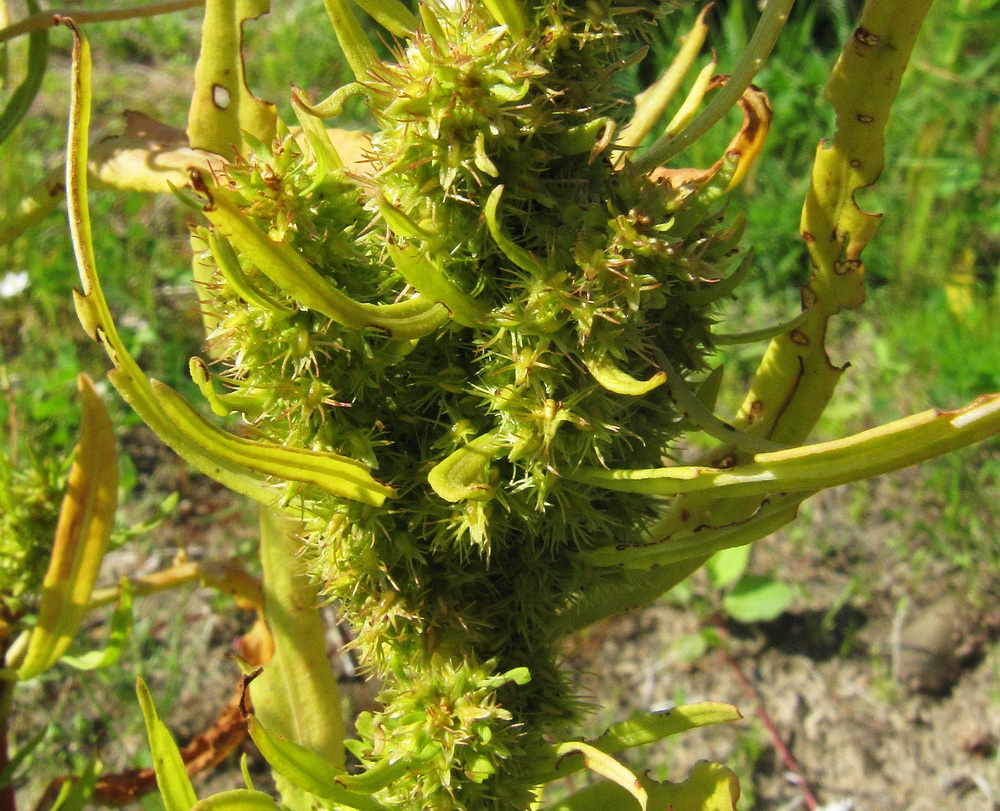 Image of Rumex maritimus specimen.