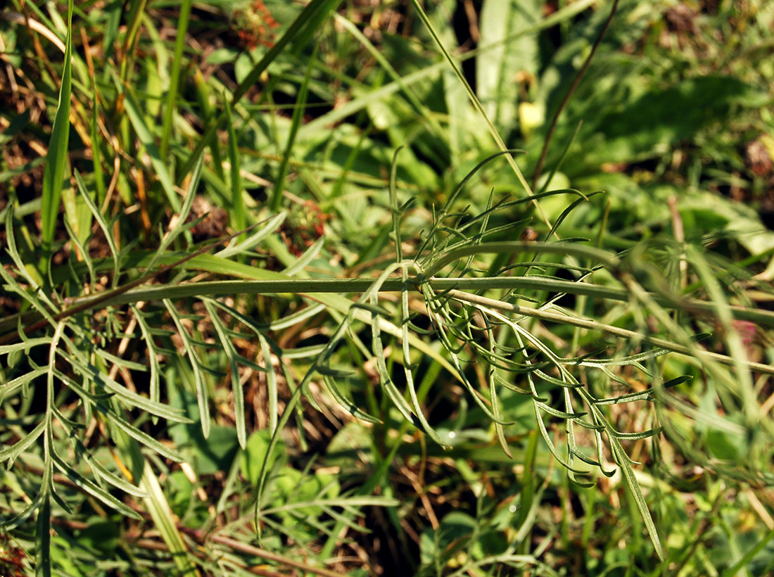 Image of Scabiosa ochroleuca specimen.