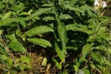 Saponaria officinalis