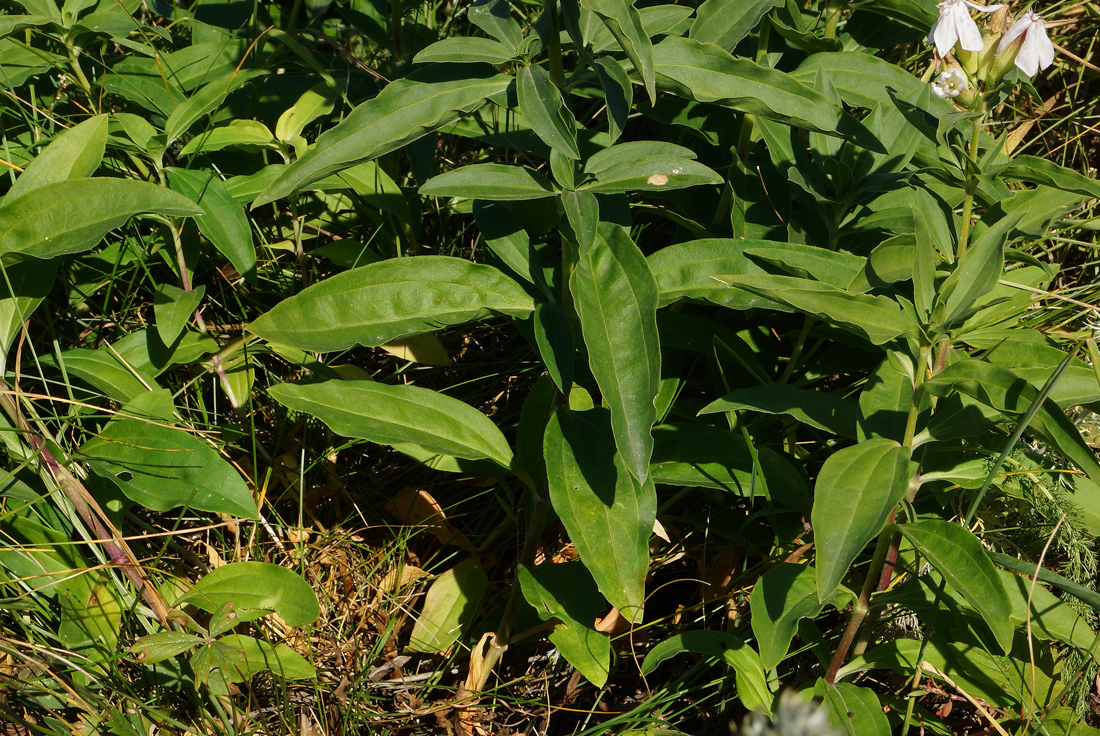 Изображение особи Saponaria officinalis.