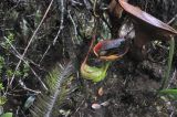 Nepenthes lowii