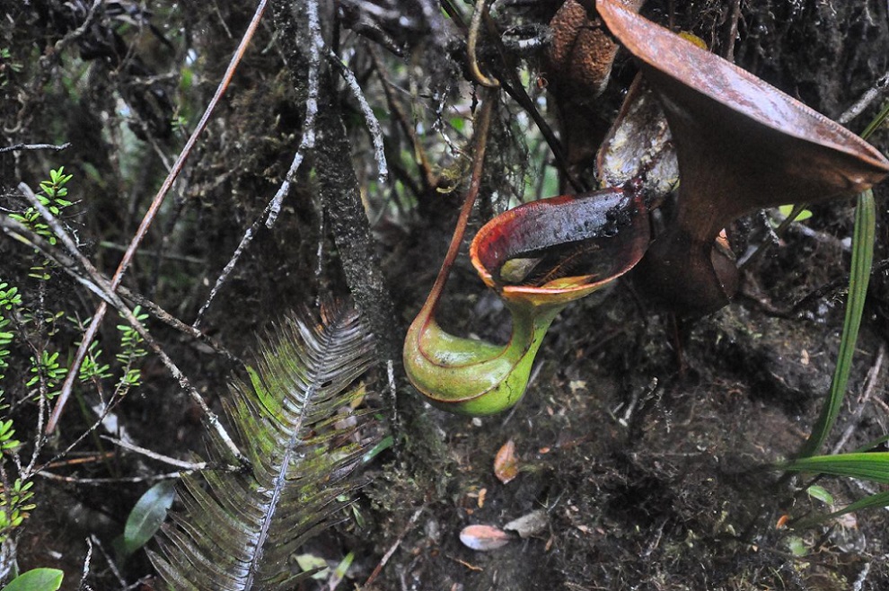 Image of Nepenthes lowii specimen.