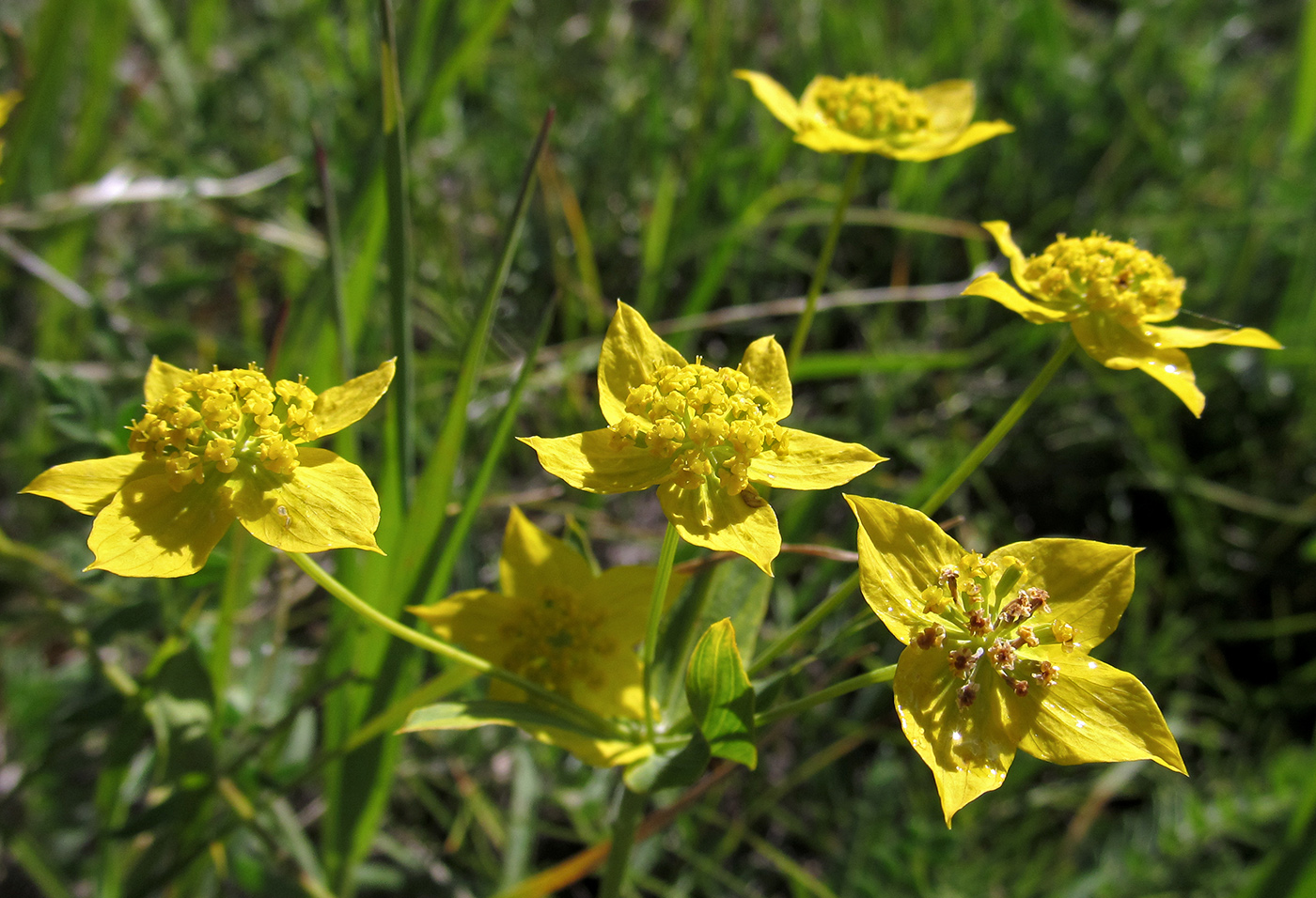 Image of Bupleurum multinerve specimen.