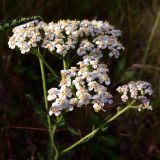 Achillea asiatica