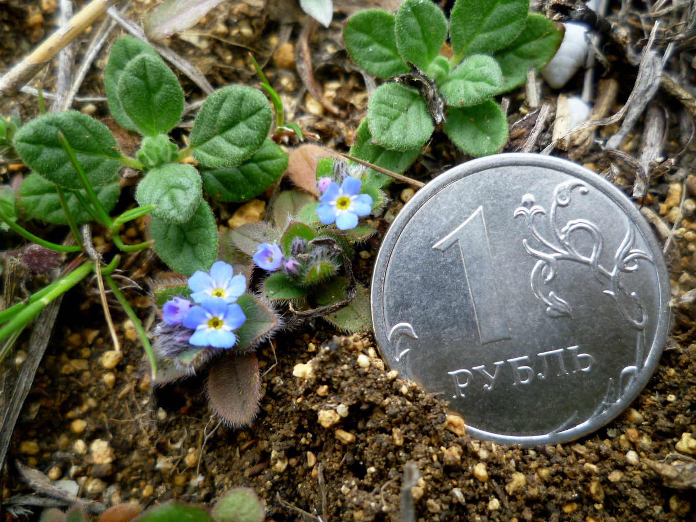 Изображение особи Myosotis incrassata.