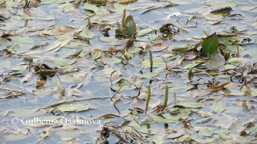 Изображение особи Potamogeton gramineus.