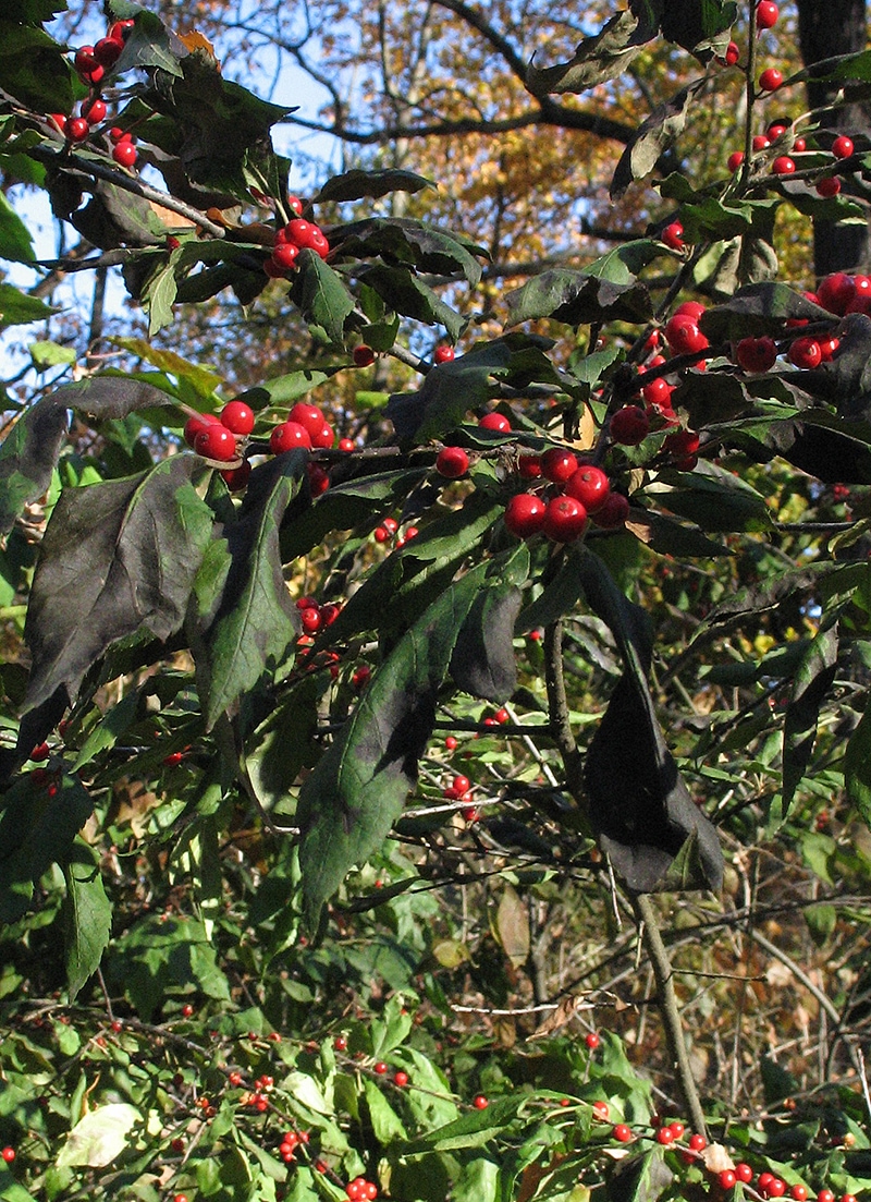 Изображение особи Ilex verticillata.