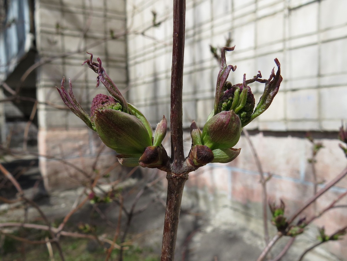 Image of Sambucus sibirica specimen.