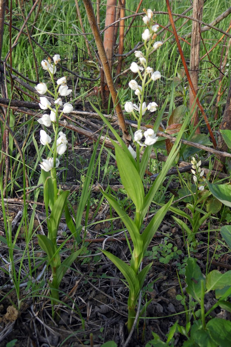 Image of Cephalanthera longifolia specimen.