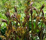 Paeonia lactiflora. Молодые побеги. Московская обл., Раменский р-н, окр. дер. Хрипань, садовый участок. 06.05.2017.