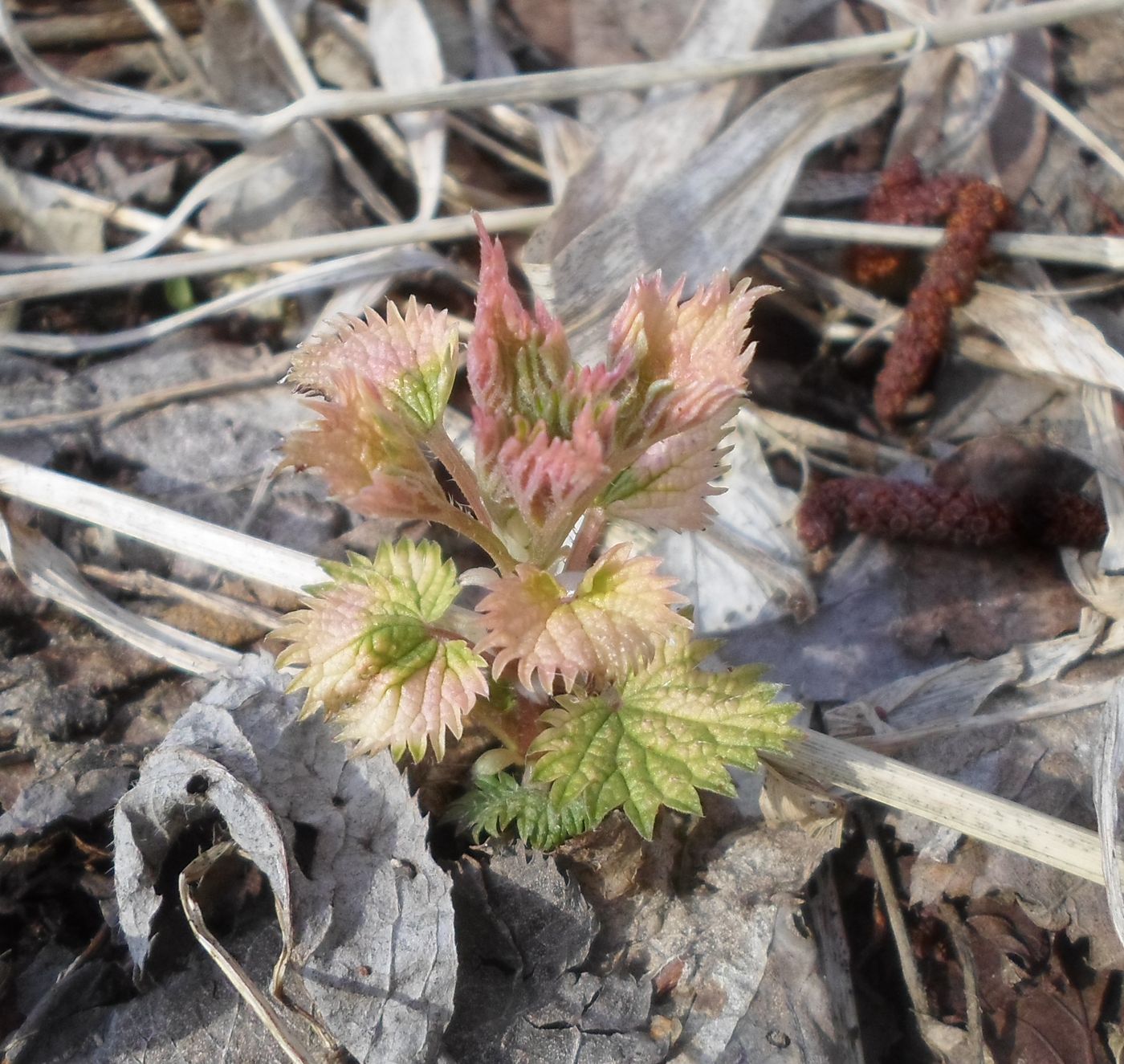 Изображение особи Urtica dioica.