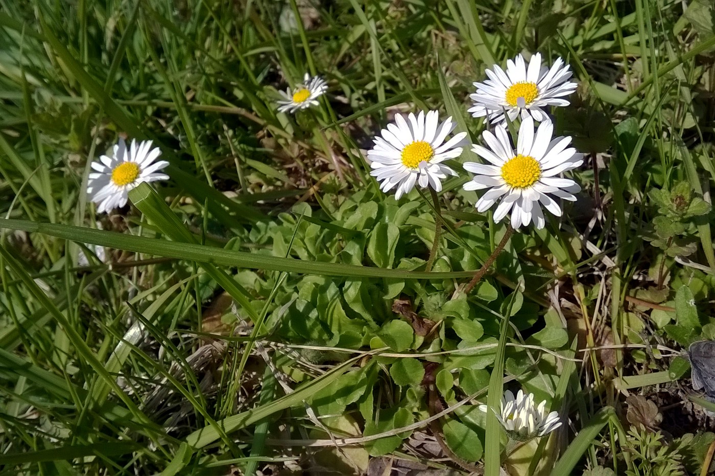 Image of Bellis perennis specimen.