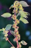 Parietaria chersonensis