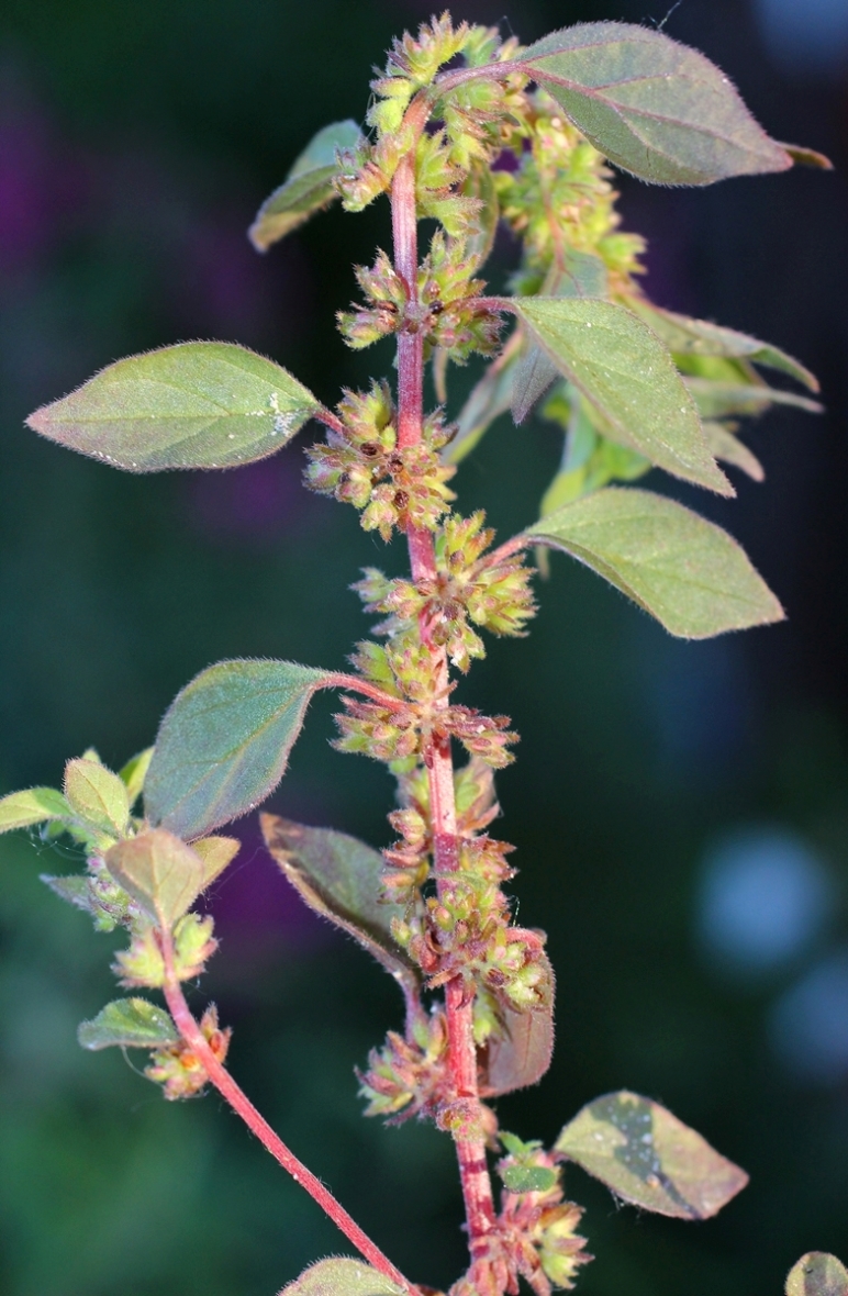 Изображение особи Parietaria chersonensis.