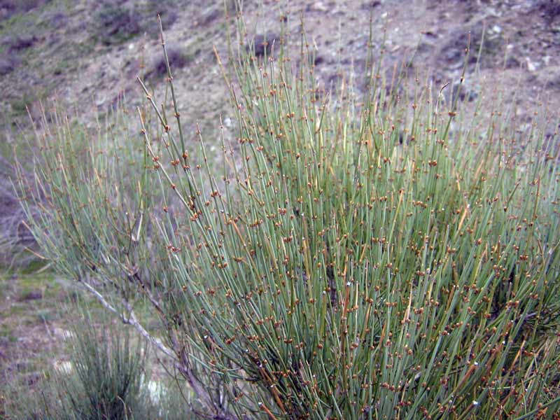 Image of Ephedra equisetina specimen.