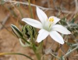 Ornithogalum trichophyllum