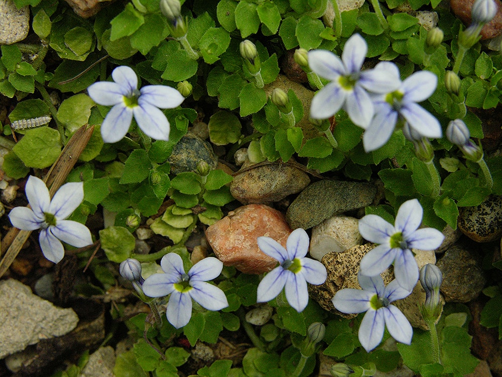 Image of Lobelia pedunculata specimen.