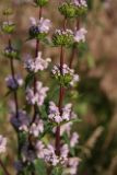 Phlomoides tuberosa. Побег с соцветиями. Ростовская обл., г. Волгодонск, Панский лес, степь(?) в балочке близ окраины леса. 10.06.2015.