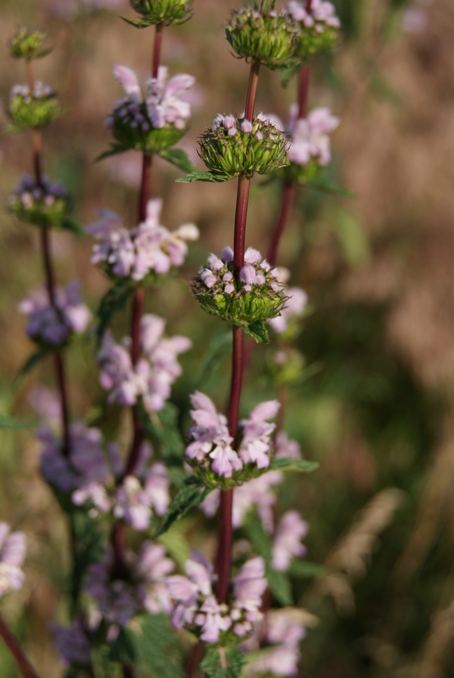 Изображение особи Phlomoides tuberosa.