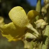 Verbascum banaticum