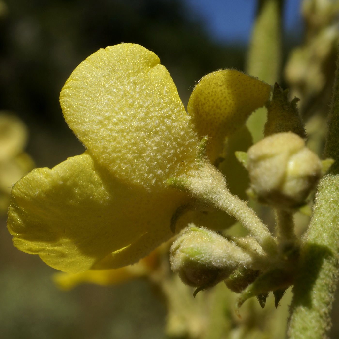 Image of Verbascum banaticum specimen.