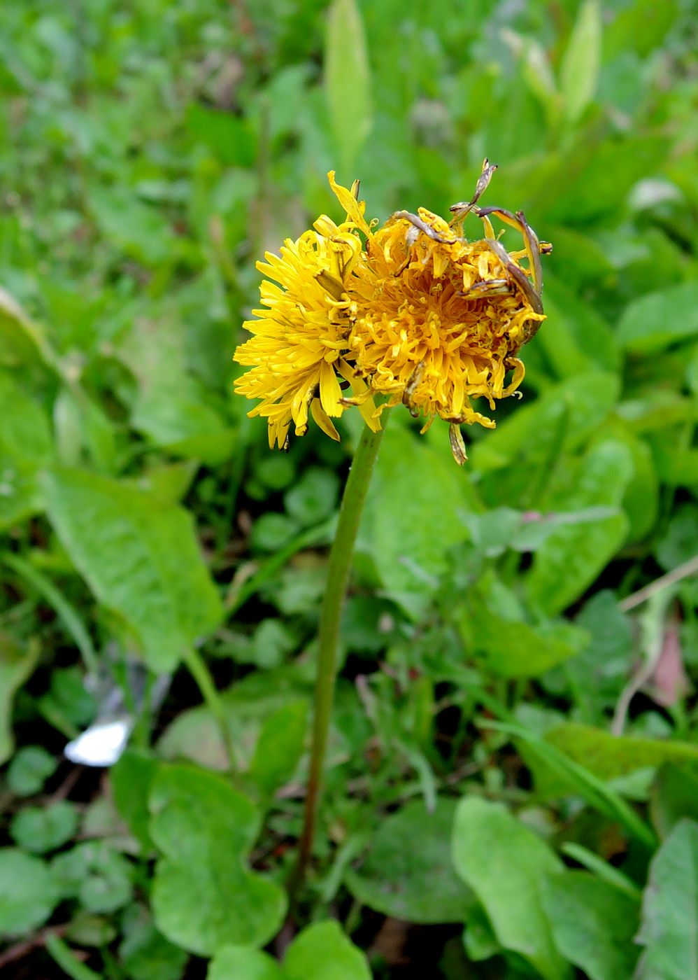 Image of Taraxacum officinale specimen.