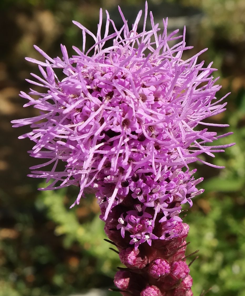 Image of Liatris spicata specimen.