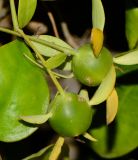 Pereskia aculeata
