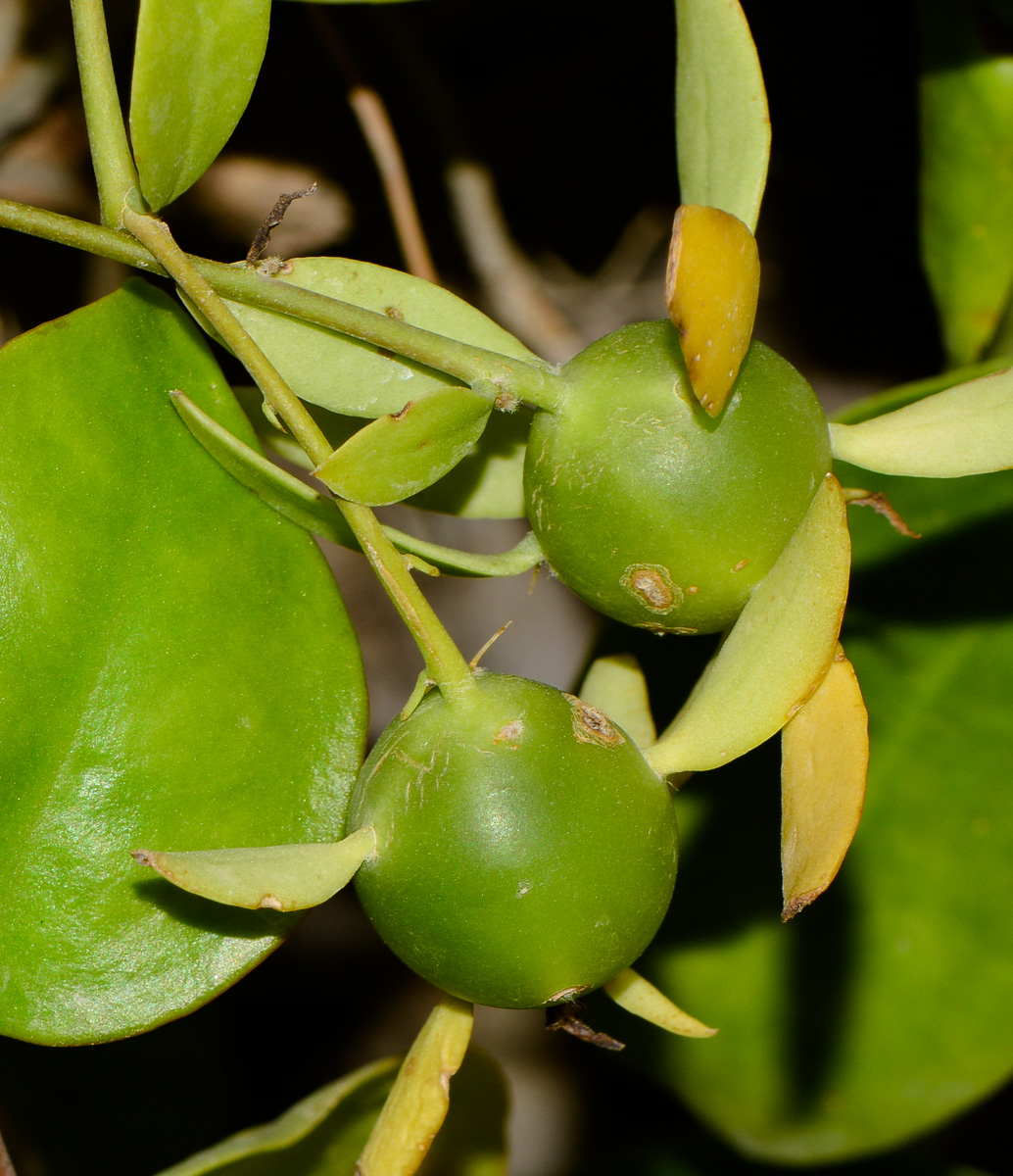 Image of Pereskia aculeata specimen.