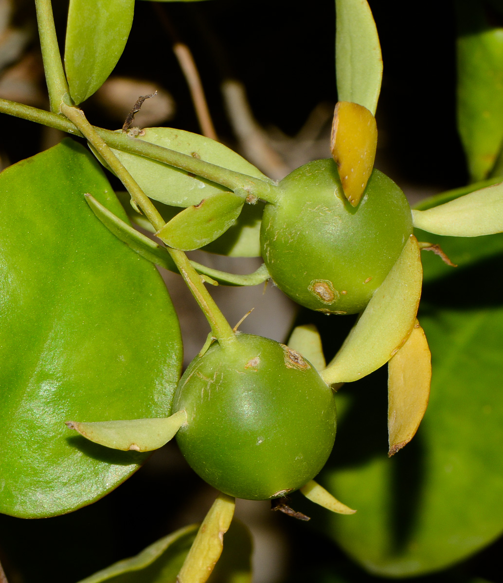 Изображение особи Pereskia aculeata.