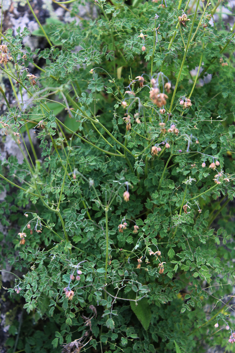 Image of Thalictrum foetidum specimen.