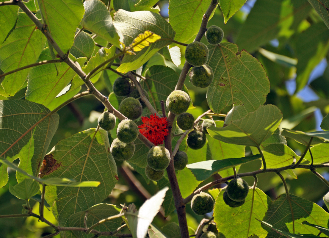 Image of Broussonetia papyrifera specimen.