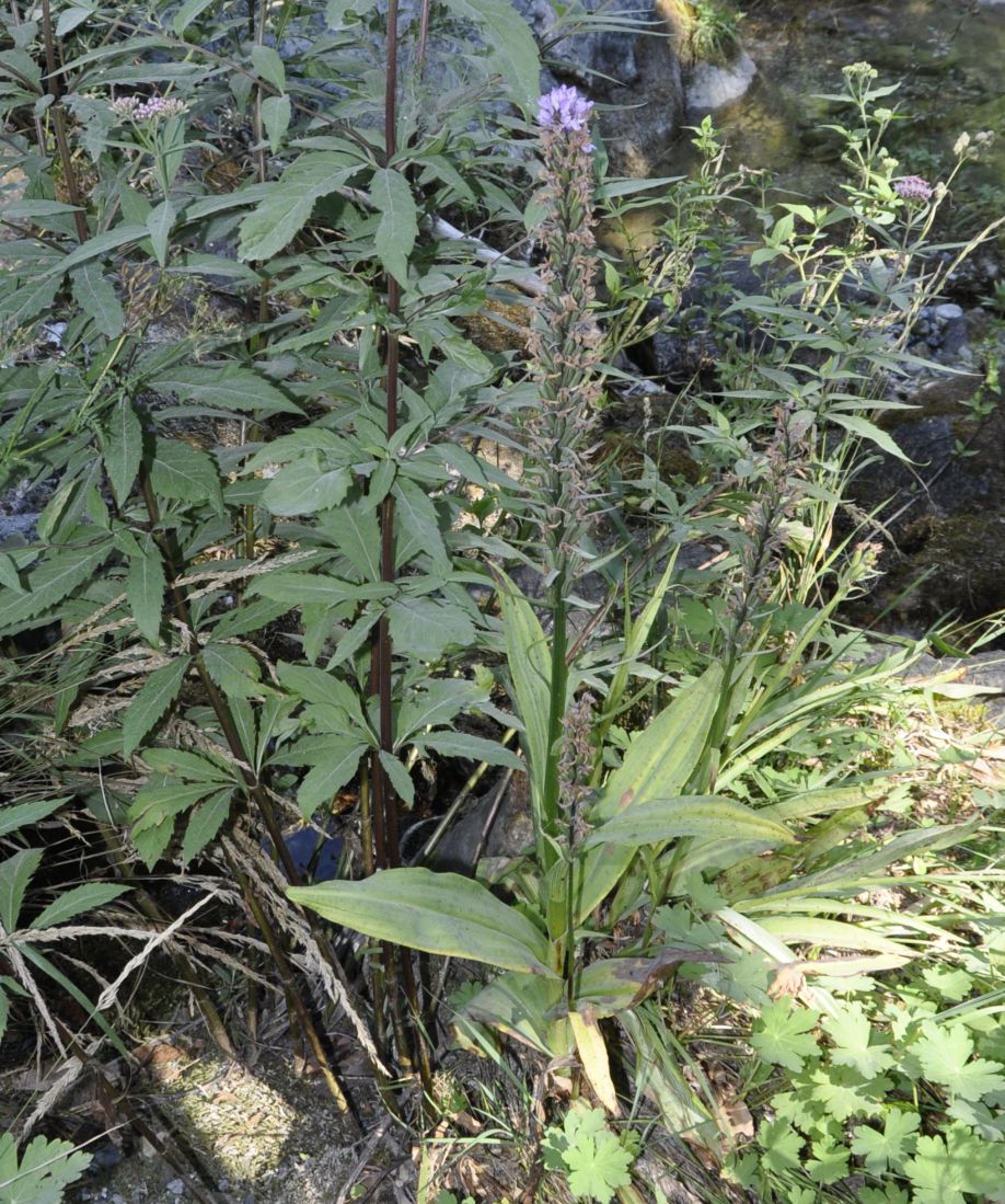 Image of Dactylorhiza saccifera specimen.