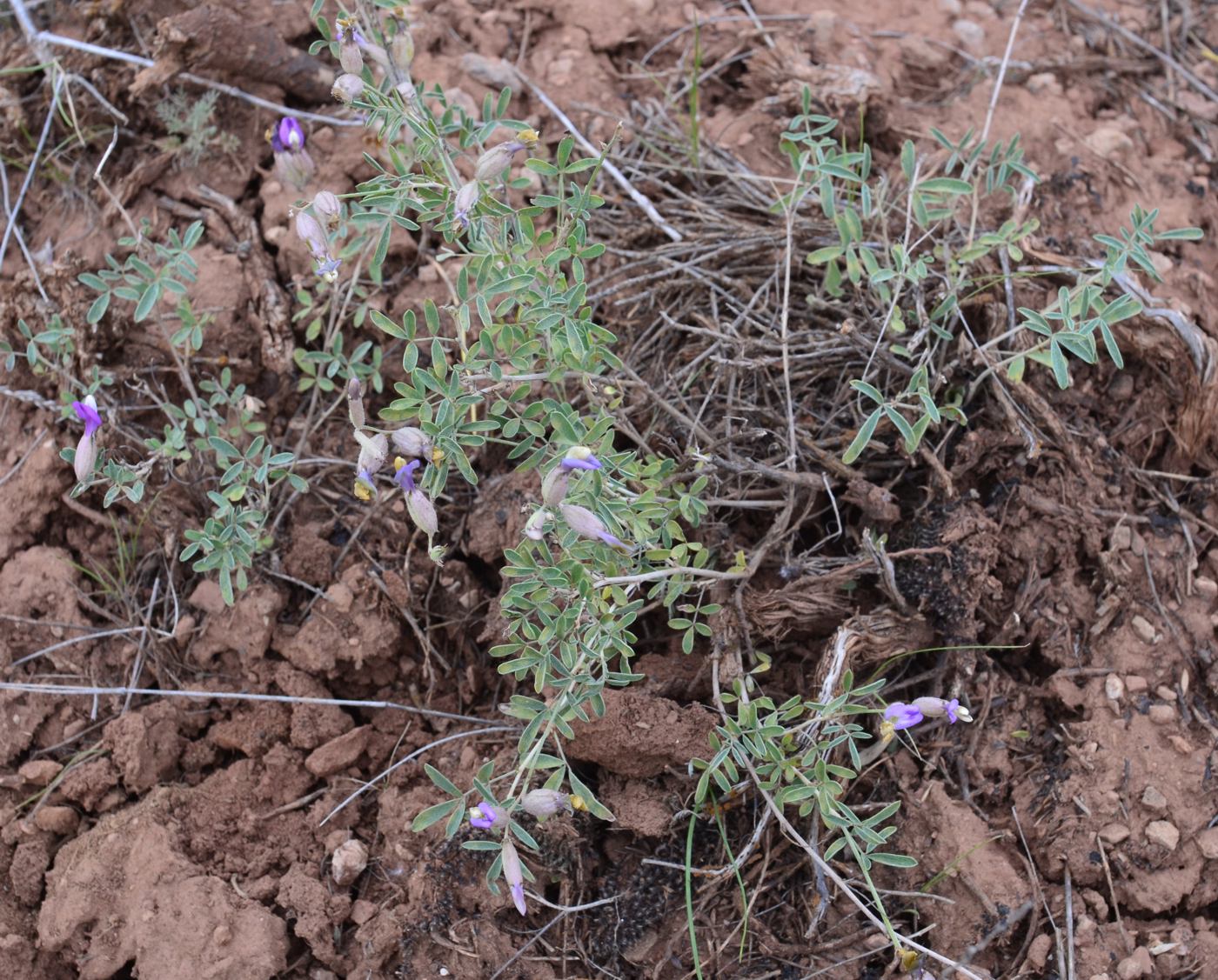 Image of Astragalus medius specimen.